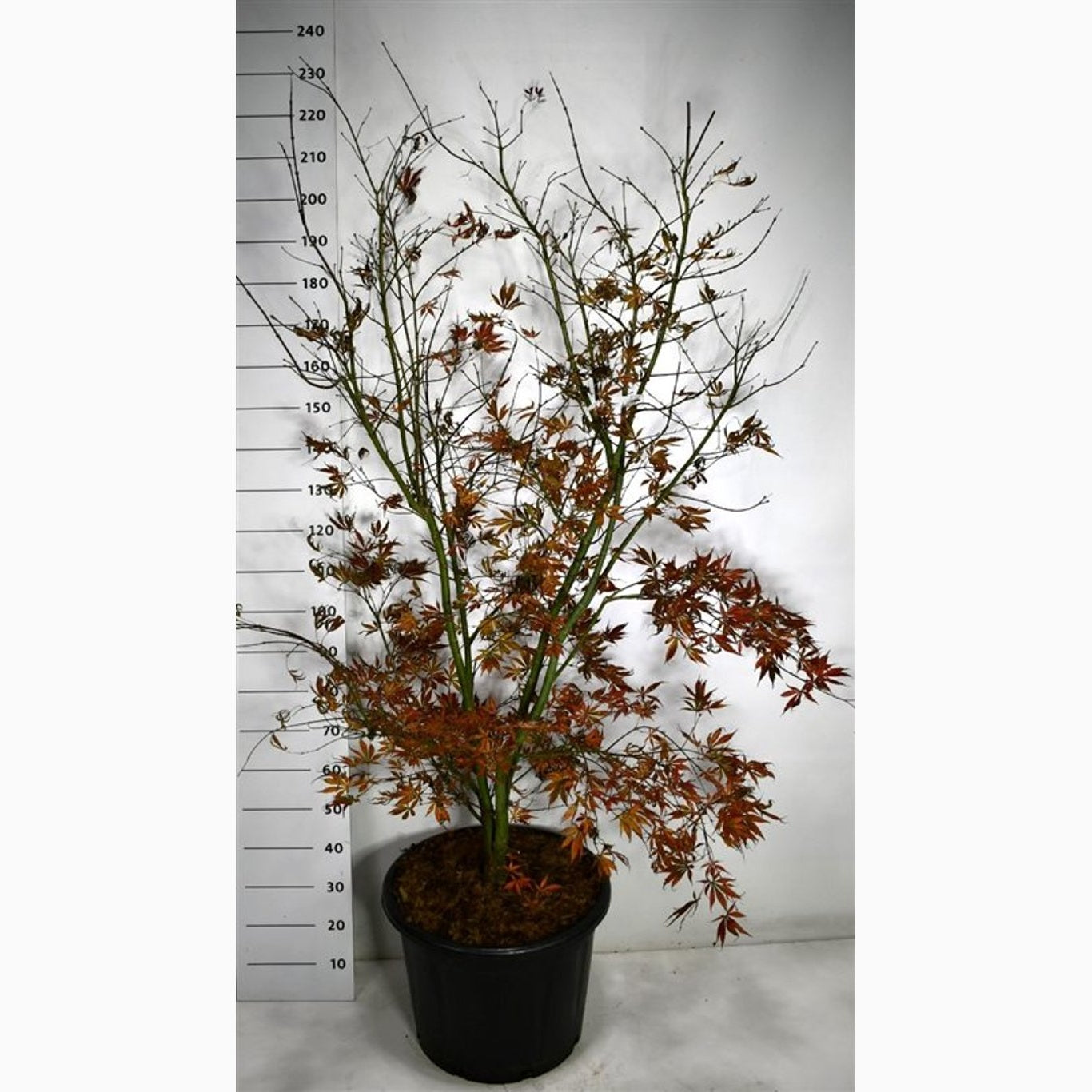 Japansk lönn – Acer pal. 'Summer Sunset' - C65 125-150 CM